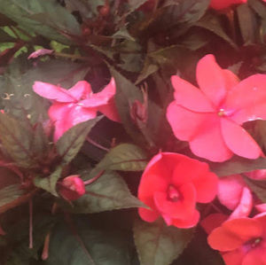 Meet your Posher, Ainye